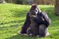 Panda, Gorilla & Co. – Der Gorillamann Ivo im Berliner Zoo.