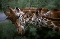 Tierisch abgefahren – Fr, 10.04., 17:50 Uhr