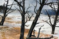 Yellowstone – Der Yellowstone-Nationalpark ist größer als so mancher Bundesstaat der USA - und einer der letzten unberührten Naturräume der Welt. Yellowstone ist geprägt vom Gegensatz zwischen Feuer und Eis: Vulkanische Aktivität im Untergrund sorgt für heiße Quellen auch im Winter - während die Landschaft ringsum bei 40 Grad unter Null in Frost und Kälte erstarrt. Die winterlichen Bedingungen machen den Bewohnern zu schaffen: Ob Bisons, Elche oder Wapiti-Hirsche, Wölfe oder Kojoten, Füchse oder Otter - diese dreiteilige Serie, die als Koproduktion von BBC, Discovery Channel und ORF realisiert wurde, porträtiert das Leben der Tiere im ältesten Nationalpark der Welt. Eine Dokumentation von Andrew Murray.