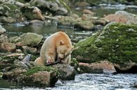 Der Wächter der Geisterbären – Oft fressen die Geisterbären nur den sättigenden Rogen und lassen das Fleisch liegen.