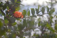 Garten Eden – Prinzessinnen und Bräute trugen Kränze aus Granatäpfelzweigen.
