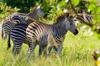 Eden auf Erden - Die letzten Paradiese – Eine Zebraherde inmitten des grünen Luangwa-Tals