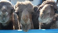 GEO Reportage – Nach Ende der Sowjetzeit ging die Kamelzucht in Kasachstan fast unter. Inzwischen schätzt man die Tiere wieder.