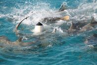 Shark Week – Shark Week (2018)