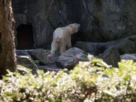 Bronx Zoo - Tierpark der Superlative – Tundra On Exhibit