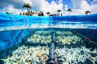 Paradiese aus Menschenhand – Ein „Korallen-Kindergarten“ auf Curaçao: Die Idee des Teams ist, die Befruchtungsraten der Korallen zu erhöhen und danach den winzigen Korallenlarven ihre ersten Tage zu erleichtern.