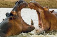 Eden auf Erden - Die letzten Paradiese – Der im südlichen Afrika fließende Luangwa ist ein Paradies für Nilpferde. Doch unter den sanften Schwergewichten geht es manchmal hitzig zu.