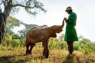 Ein perfekter Planet – Immer mehr Elefanten fallen der Dürre in Kenia zum Opfer. Manchmal können Jungtiere gerettet und in Auffangstationen von Hand aufgezogen werden.