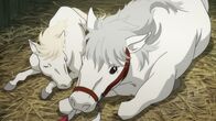 Dororo – Midoro (r.) mit seinem Fohlen.