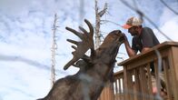 Alaskas Wildtier-Retter – Animal Keeper Austin Blackwell gives some love to his favorite moose Arnold at the Alaska Wildlife Conservation Center. (National Geographic)