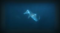 Shark vs Predator – Pierce, FL - Ein Bullenhai greift einen Schwarzspitzenhai an (Peter Hinck)