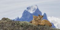 Wildes Patagonien – Unterschiedlicher könnte es nicht sein: Im Süden Patagoniens verhindern eisige Winde beinahe jede Vegetation, der Westen dagegen beheimatet zahlreiche seltene Tiere und Pflanzen ...