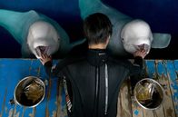 Weiße Wale – Belugas lassen sich ähnlich leicht trainieren wie Delfine und Schwertwale.