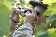 Die wunderbare Welt der Weine – Sogar die königliche Familie produziert ihren eigenen Sparkling. Seit der Einführung 2013 reißen sich die Engländer um den edlen Tropfen, der im Park von Schloss Windsor angebaut wird. Anne Linder ist hier für die Weinherstellung zuständig.