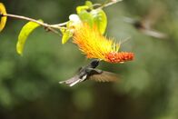 Terra Mater – Schwarz-Kolibri, Brasilien