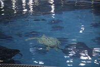 Das Atlanta-Aquarium – Heute soll ein künstliches Schiffswrack im Wasser versenkt werden – ein neuer Rückzugsort für die Meeresschildkröte Tank und ihre Freunde.