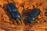 Unsere Wälder – Für die Entwicklung seiner Larven braucht der Rindenschröter rotfaules Holz, zum Beispiel von Fichten oder Tannen.