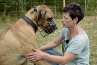 Re: – Doggen-Rüde Murphy trägt einen Maulkorb, der verhindert, dass er zubeißen kann. Halterin Claudia P. will auf Nummer sicher gehen.