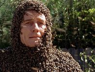 Malcolm mittendrin – Hal (Bryan Cranston) wurde von seiner eigenen "Bienen-Kanone" beschossen.