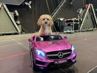 Tierische Augenblicke – Die beiden Maltipoos Koni und Elvis stehen mit Amélie van Tass und Thommy Ten auf den großen Bühnen dieser Welt. Neben ihrem kleinen Sohn bereichern die beiden Hunde das Glück der Familie.