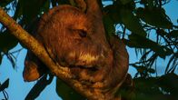 Wildes Peru – Tambopata, Madre De dios, Peru - Ein schlafendes Dreizehenfaultier mit Baby.