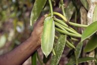 planet e. – Sie gilt als Königin der Gewürze: Vanille