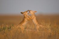 Wildes Indien – Gir-Nationalpark, Gujarat, Indien: Zwei Wüstenfüchse ringen im schwindenden Sonnenlicht im Gir-Nationalpark mit einander.