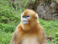Chinas wilde Königreiche – SHENNONGJIA NATIONAL NATURE RESERVE, CHINA - Sub-adult sits and looks.