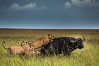 Clans der Raubtiere – The Sausage Tree Pride of lions take down the mighty buffalo. (Wild Earth TV/Scott Dyson)
