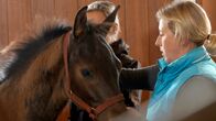 Die Tierärzte - Retter mit Herz – Die Inseltierärztin Stephanie Petersen chipt ihre eigenen Trakehner-Fohlen selbst.