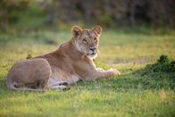 Queens - Königinnen des Tierreichs – Eine ruhende Löwin beobachtet, wie ein Warzenschwein ihre Aufmerksamkeit erregt. (National Geographic für Disney/Oscar Dewhurst)