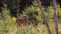 Anna und der wilde Wald – Rothirsche sind die größten Tiere in unseren heimischen Wäldern. Die Bullen können über 250 Kilogramm schwer werden.