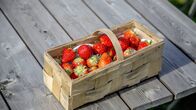 Rasch durch den Garten – Rasch durch den Garten (2021)