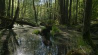 Unsere Wälder – Jeder Wald ist ein gigantischer "Wassereimer". Ein Erlenbruchwald liebt nasse, sumpfartige Böden.