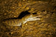 Das Große Barriere Riff – Junges Leistenkrokodil (Salzwasserkrokodil) am Daintree River, Queensland, Australien.