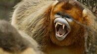 Chinas wildes Tierreich – Big Red kämpft gegen Grey, um die Verantwortung für seine Familie zu behalten. (ZED/Jacky Poon)