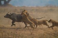 Animal Fight Club – Do, 20.08., 06:05 Uhr