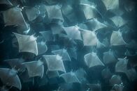 Der Hai - Magie eines Monsters – Einmal jährlich versammeln sich in den nächtlichen Gewässern vor der Küste des mexikanischen Baja California Tausende von Mobula-Rochen, um sich wie die Hammerhaie zu paaren.
