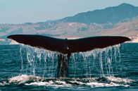 Mit dem Zug ... – Ein Pottwal vor der Kaikoura-Halbinsel
