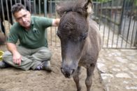Zoo-Babies – Zoo Berlin Tierpfleger Mario Barabasz mit dem Shetland-Fohlen Renate.