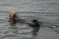 Alaskas Wildtier-Retter – Zippy, a rescued adult northern sea otter. (National Geographic)