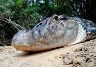 Tief im Regenwald – PHOENIX TIEF IM REGENWALD TEIL 1, "Im Bann des Kaimans" Uhr. Ein Schwarzer Kaiman in Nahaufnahme