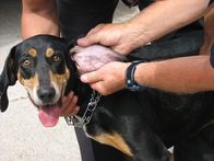 Der Hundeflüsterer – Showing Banjo's ear tattoo in National Geographic Channel's "The Dog Whisperer".