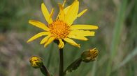 rbb Gartenzeit – Sonnenköpfchen.