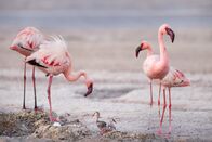 Terra X: Ein perfekter Planet – Für die Zwergflamingos bietet der Natronsee in Tansania eine außergewöhnliche Möglichkeit, ihre Jungen großzuziehen. Wenn das Wasser des Sees während der Trockenzeit verdunstet, schützt eine viele Quadratkilometer breite unwirtliche Salzwüste die Flamingos vor den meisten Raubtieren.