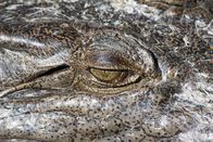 Das Große Barriere-Riff – Ausgewachsenes Leistenkrokodil (Salzwasserkrokodil) im Daintree River, Queensland, Australien.