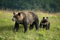 Wildes Japan - Land der tausend Inseln – Ein weiblicher Braunbär mit einem ihrer Jungen. Shiretoko-Halbinsel, Hokkaido.