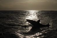 Tödliche Zähne – Great white shark (Carcharodon carcharias) breaching the ocean surface. Efficient swimmers, they have a quick turn of speed and will attack rapidly. (Photo credit: Earth Touch (Pty) LTD)