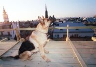 Kommissar Rex – Rex.