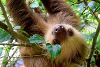 Costa Ricas wilde Tierwelt – Faultier.